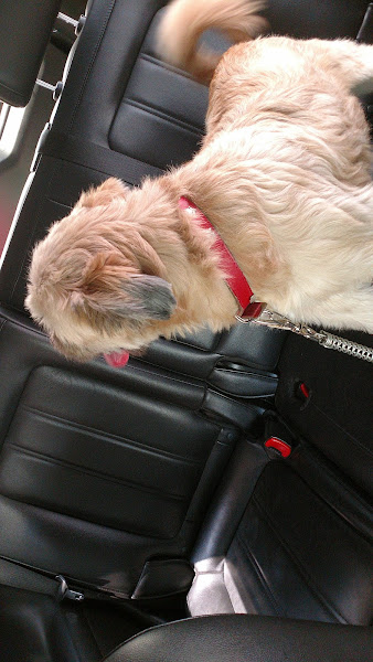 Foto 2 Pet Shop Campos