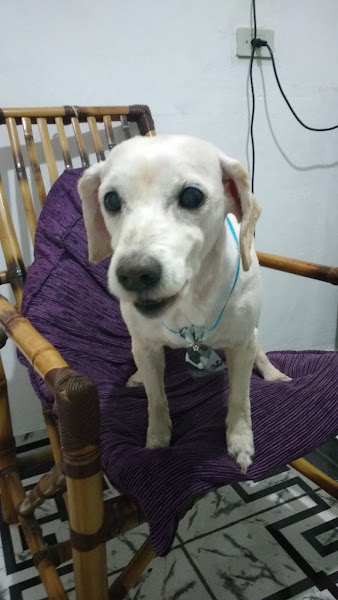 Foto 3 Pet Shop Campos