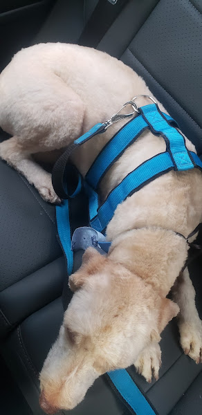 Foto 2 Pet Shop 18 Ki Late