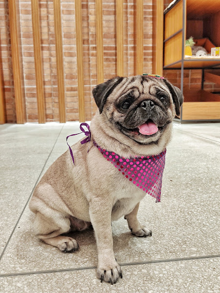 Foto 3 Crystal Pet Store