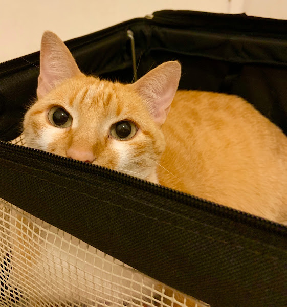 Foto 1 Empório das Patas