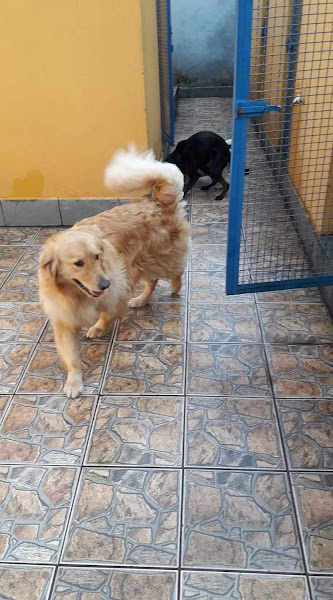 Foto 3 Petland Vila Santa Clara