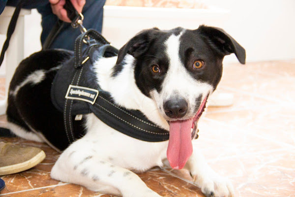 Pet shop Amigos de patas