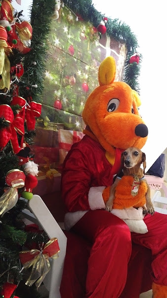 Foto 1 Pet Boutique By Republicão