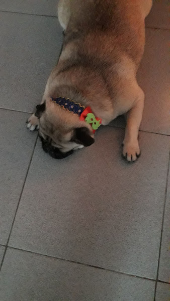 Foto 5 Mind The Pets