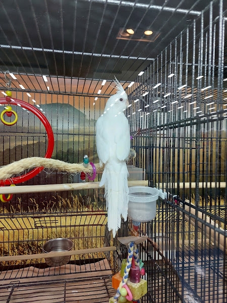 Foto 2 Cobasi Atlântica