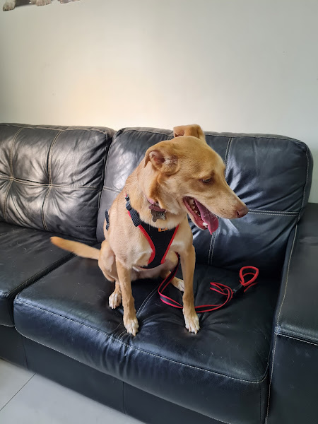 Foto 2 Petland - Vila Clementino