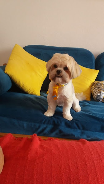 Foto 2 GALERA PET DOS ANIMAIS COMERCIO E SERVIÇOS LTDA - ME