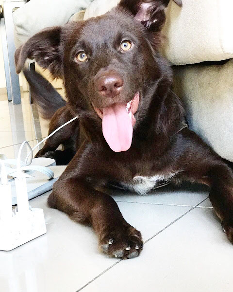 Foto 3 GALERA PET DOS ANIMAIS COMERCIO E SERVIÇOS LTDA - ME