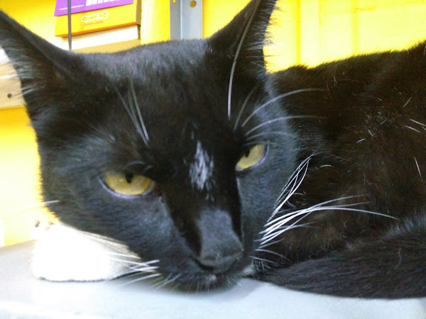 Foto 3 Pet Shop Fuad