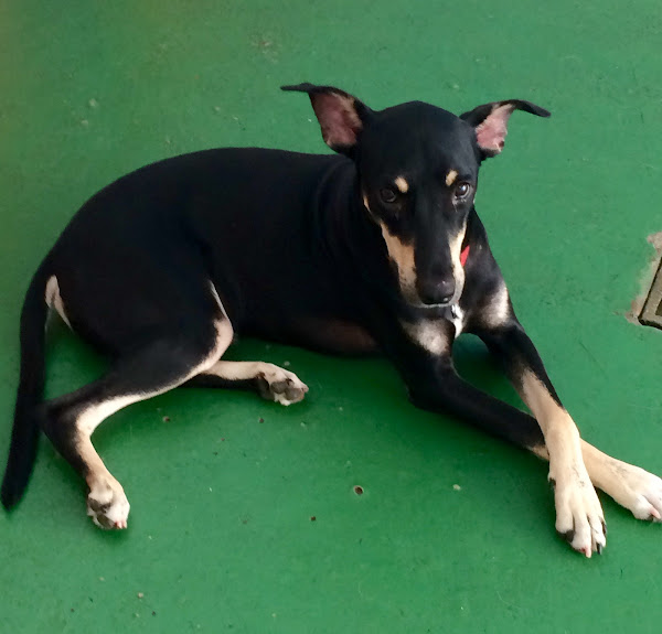 Foto 1 Pet Creche Paraíso