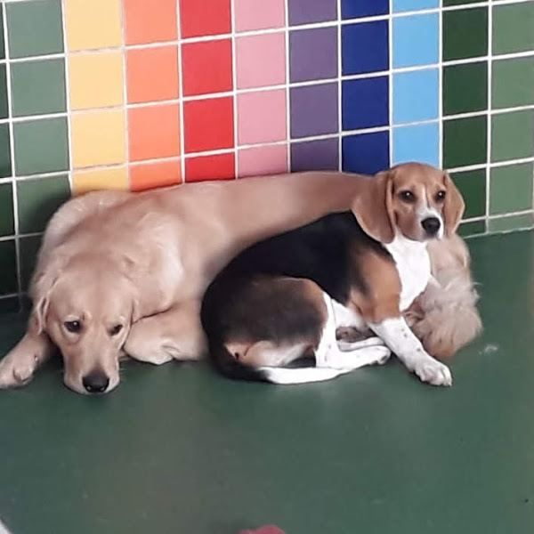 Foto 2 Pet Creche Paraíso