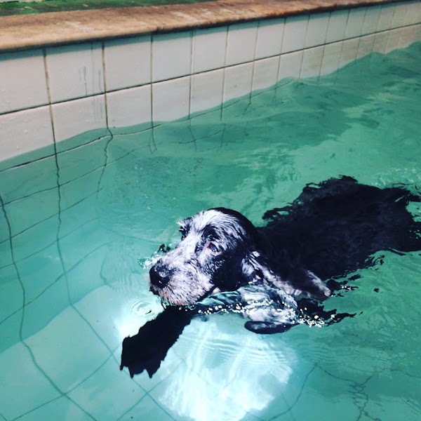 Foto 3 Pet Creche Paraíso