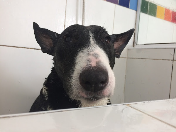 Foto 5 Pet Creche Paraíso