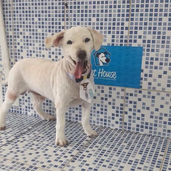 Foto 2 Pet House - Veterinária