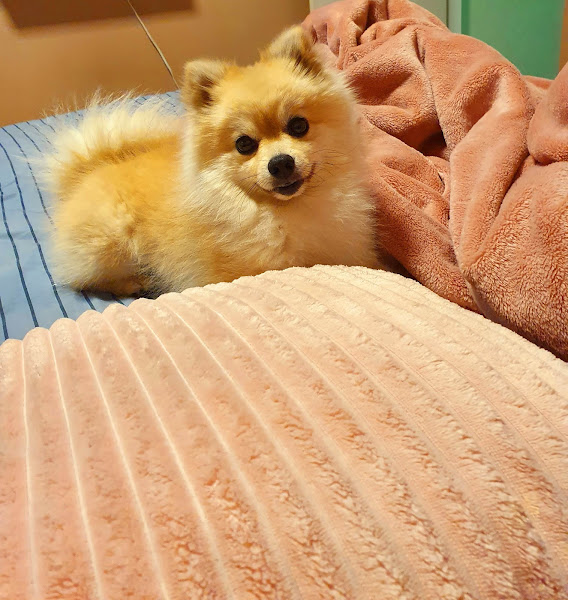 Foto 3 Pet Shop Arca de Noé I