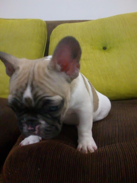 Foto 4 Pet Shop Arca de Noé I