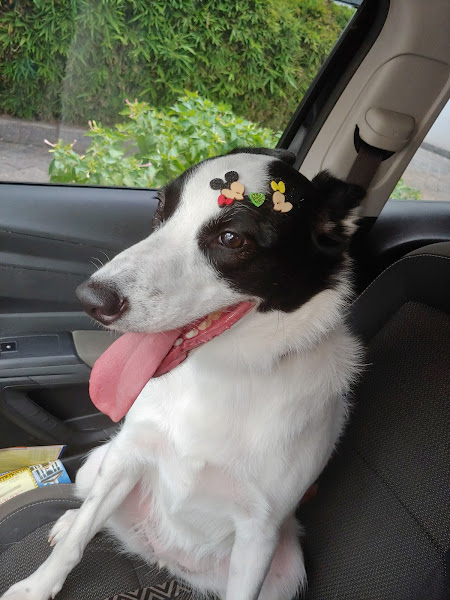 Foto 2 Paraiso Pet , Aclimação