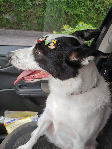 Foto 3 Paraiso Pet , Aclimação