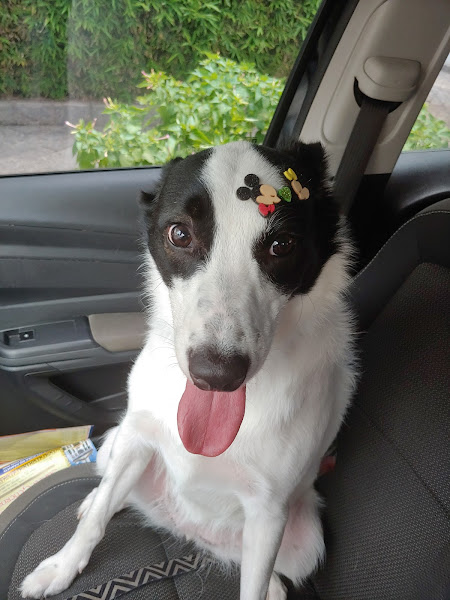 Foto 4 Paraiso Pet , Aclimação