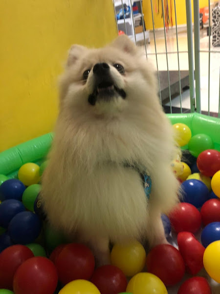 Foto 1 Sorriso de Pet