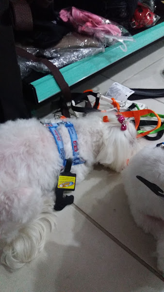 Foto 2 Breeds A Casa do Seu Pet Vila Mariana