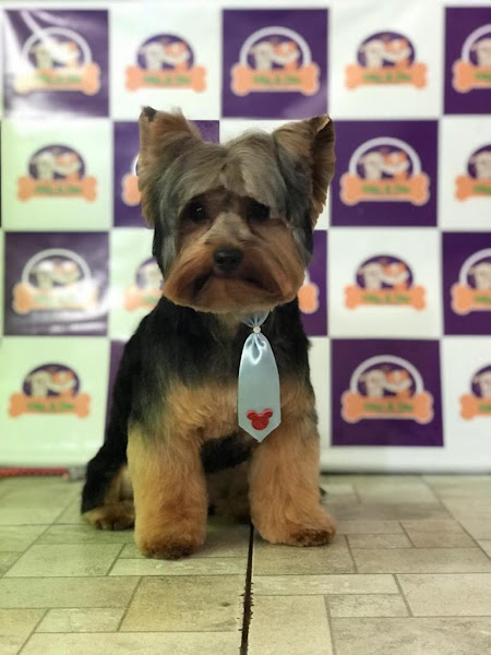 Foto 6 Espaço Cão e Cia