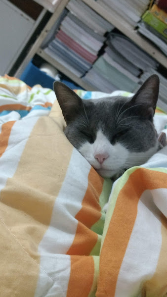 Foto 2 Breeds A Casa do Seu Pet Planalto Paulista