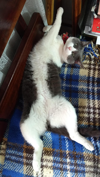 Foto 3 Breeds A Casa do Seu Pet Planalto Paulista