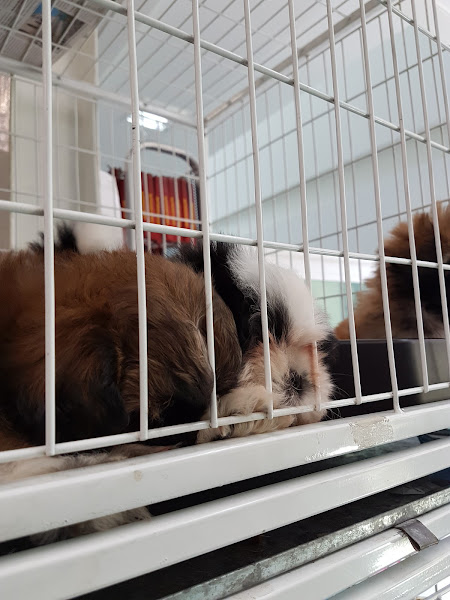 Fofinho Veterinário e Petshop Unidade Tatuapé