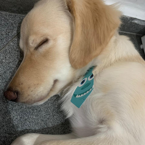 Foto 2 4 Patinhas Pet Shop