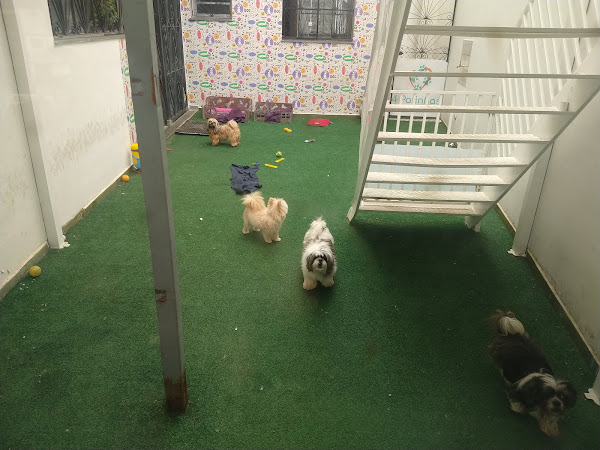 Foto 3 4 Patinhas Pet Shop