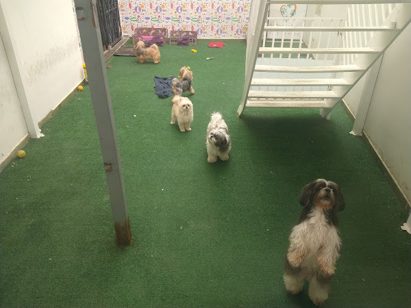 Foto 4 4 Patinhas Pet Shop Foto 4 4 Patinhas Pet Shop