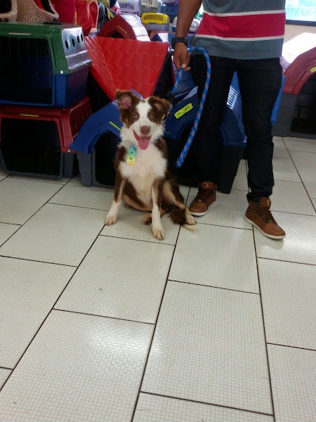 Consulado da Ração Pet Shop