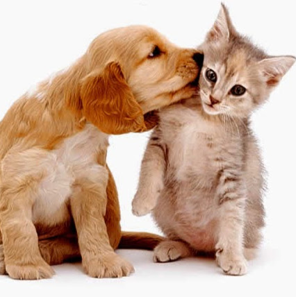 Foto 0 Sudica pet shop