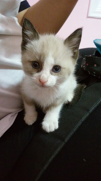 Foto 1 Sudica pet shop