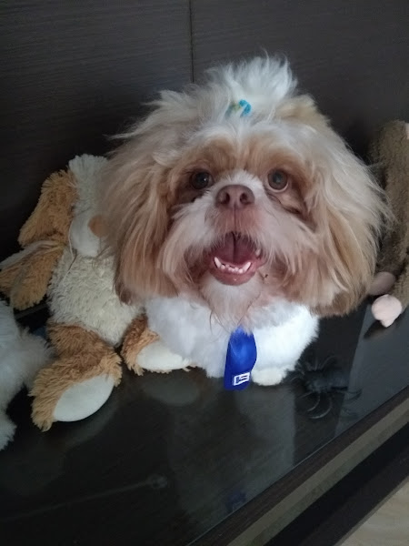 Foto 2 Alvorada Petshop