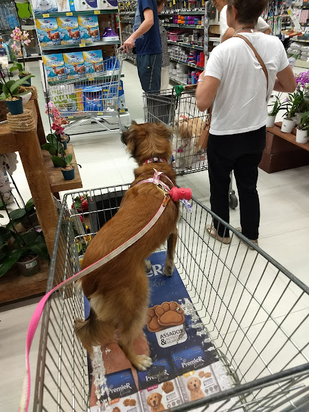 Foto 3 Cobasi Imigrantes