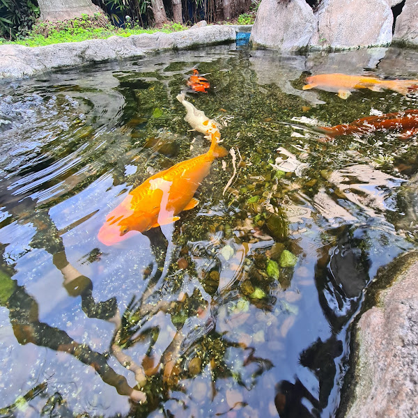 Foto 4 Cobasi Imigrantes Foto 4 Cobasi Imigrantes