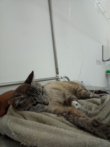 Foto 2 Hospital Público Veterinário