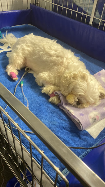 Foto 2 Hospital Veterinário Santa Inês