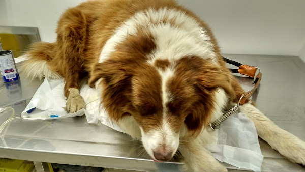 Foto 4 Hospital Veterinário Santa Inês