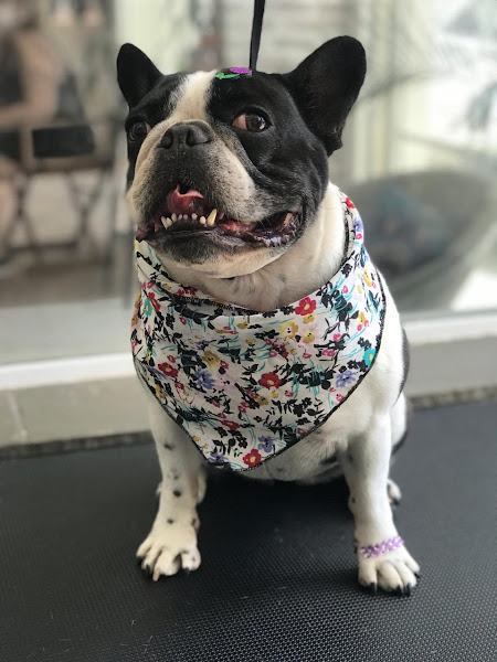 Foto 1 QUERUBIM VET 24H - Centro Veterinário 24 Horas