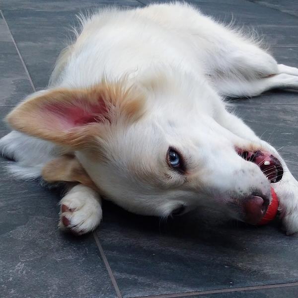 Foto 2 QUERUBIM VET 24H - Centro Veterinário 24 Horas