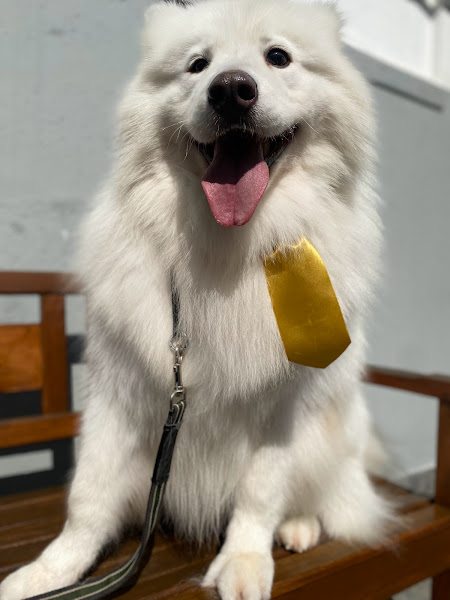 Foto 3 QUERUBIM VET 24H - Centro Veterinário 24 Horas