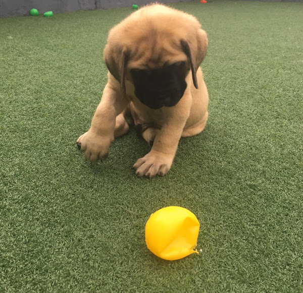 Hospital Veterinário 24 Horas - Covet Diagnóstico Veterinário