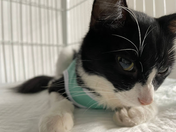 Foto 3 Gaia Clínica Veterinária e Pet Shop