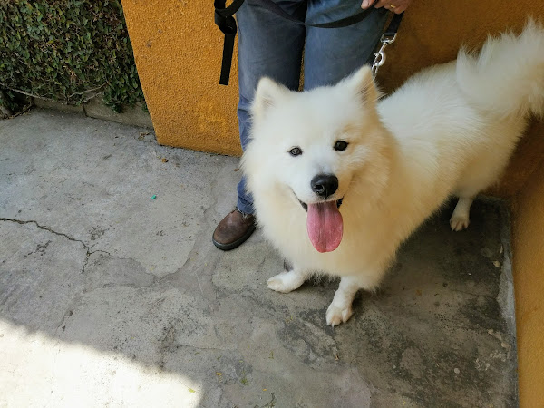 Clínica veterinária Morumbi