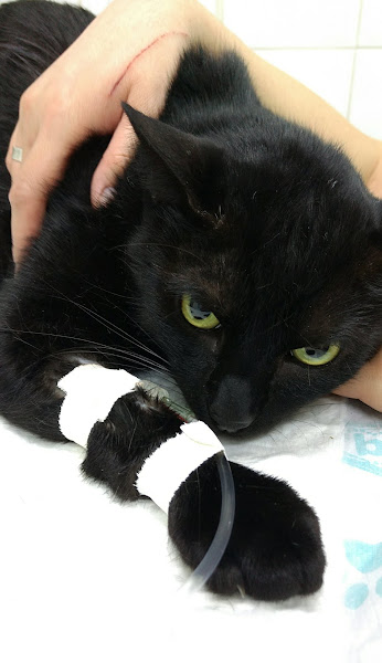 Foto 2 Hospital Veterinário Pront-cão