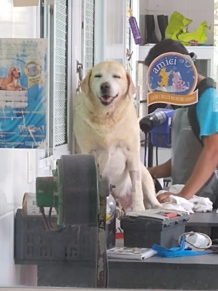 Foto 3 Hospital Veterinário Pront-cão